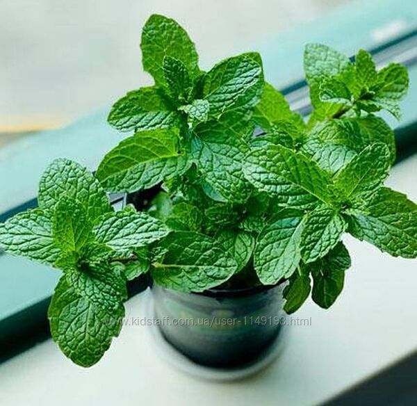 М´ята перцева в горщику.