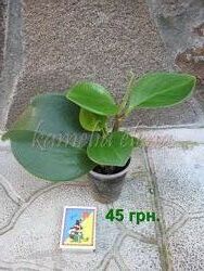 #6: Продается.