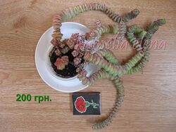 #7: Продается.