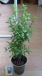 #6: Продается.