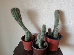 Кактус в горщику 