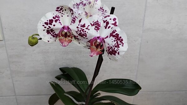 Орхідеї фаленопсис домашні