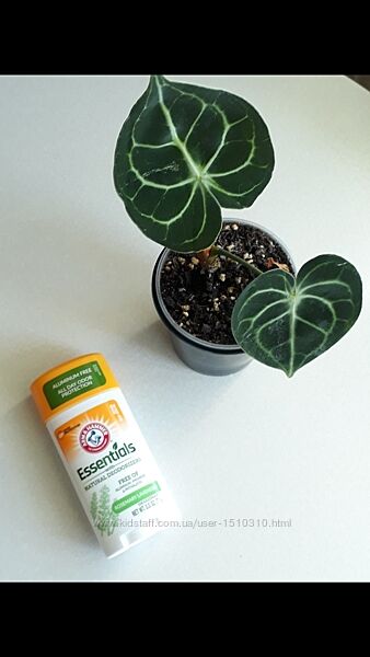  в наявності Arm & hammer, натуральний дезодорант органічний айхерб iherb