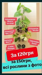 14жовтня остання відправка поштою набір сингоніум епіпремнум хойя ароїдні