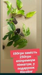 14жовтня остання відправка поштою, розпродаж набір епіпремнум сциндапсус