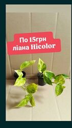 14жовтня остання відправка поштою розпродаж епіпремнум Hicolor сциндапсус