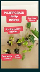 14жовтня остання відправка поштою розпродаж набір рослини дешево епіпремнум