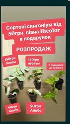 14жовтня остання відправка поштою розпродаж сортові сингоніум Альба ауреум