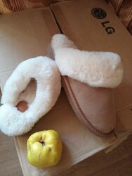 Суперовi тапотулi