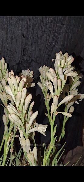 Тубероза, луковицы