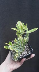 #4: neriifolia cristata 