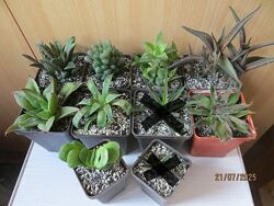 Сукуленти Haworthia Gasteria Aloe 