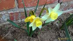 #4: хамелеон 22 грн