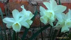 #6: хамелеон 22 грн