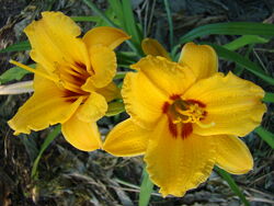 #2: Бонанза 25 грн