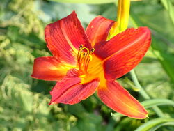 #4: Пират 27 грн