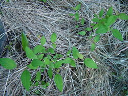 #7: спирея саженцы 2025 