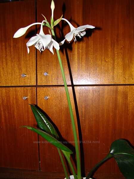 эухарис, амазонская лилия - комнатный цветок, кімнатна рослина гарно квітує