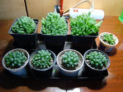 суккуленти