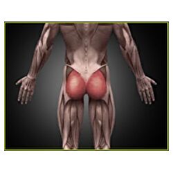 Тренировка при плоских ягодицах и сглаженном поясничном лордозе Александр 