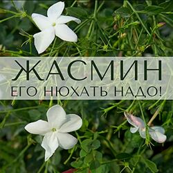 Жасмин его нюхать надо Анна Зворыкина