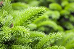 Владимир Дадали - Пренолы