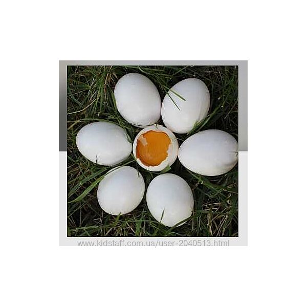 Анна Ласточкина - Митра Варуна - Накшатра Криттика