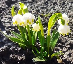 Найранніші весняні квіти